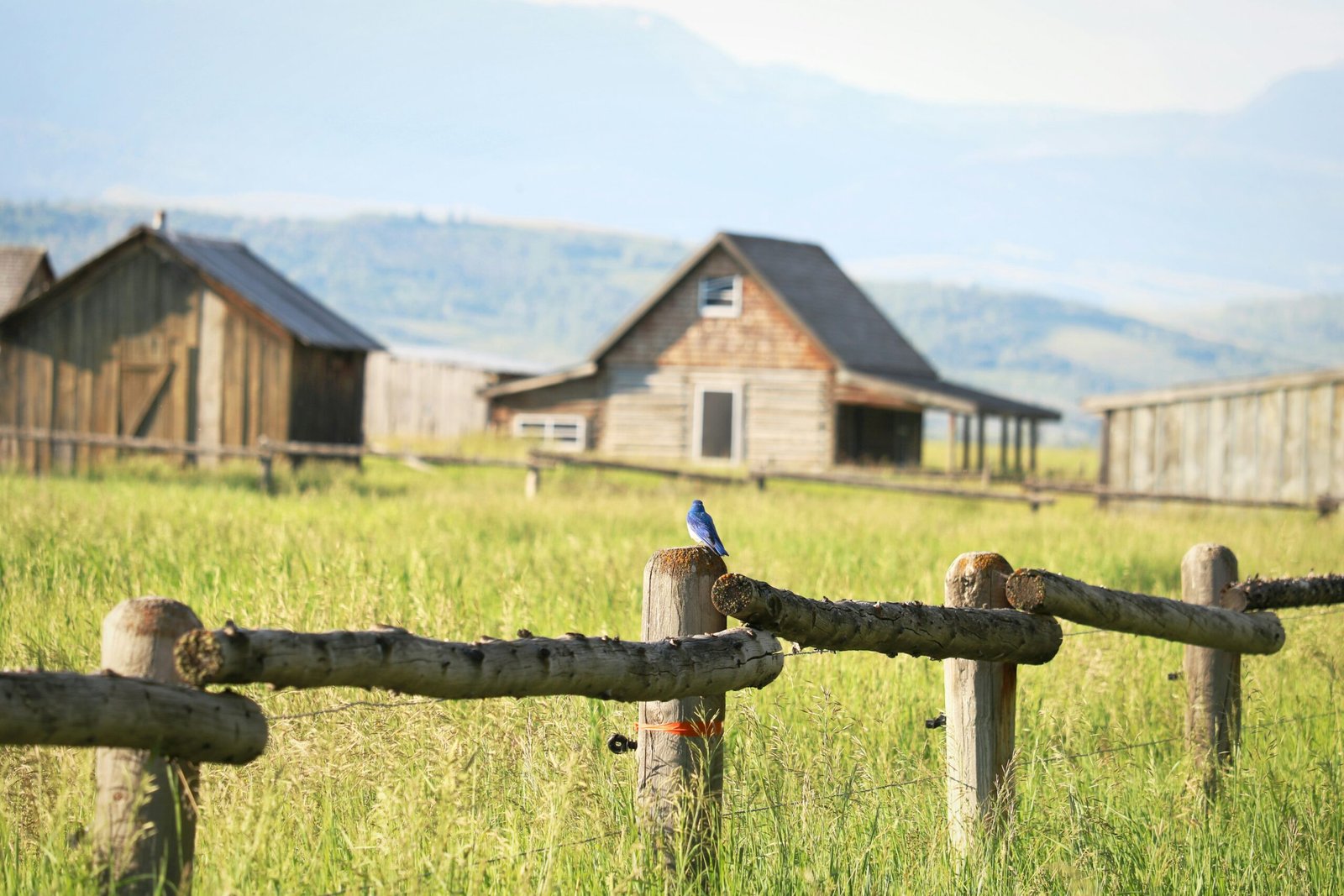 Should a Bluebird House Have Ventilation Holes? If So, How Many?